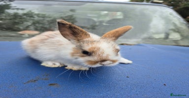 English Spot rabbits - Advert 3