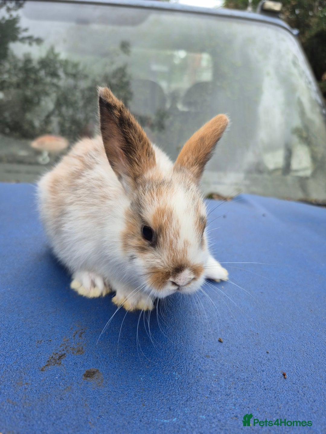 English Spot rabbits for sale: Old english spot rabbits for new homes - Image 2