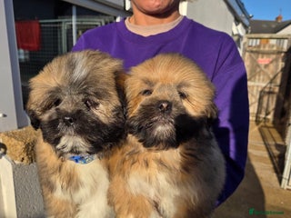 Lhasa Apso dogs Lhasa Apso Puppies - Advert 12