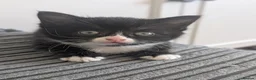 Domestic Shorthair cats for sale: 6 adorable kittens  - Advert 11