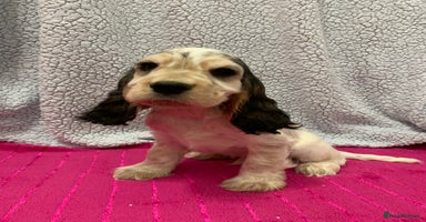 Cocker Spaniel dogs in Abergele - Advert 3