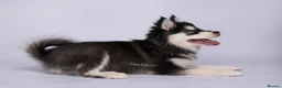 Pomsky dogs for sale: 3.5mnth old Ivy is looking for her special someone - Advert 2