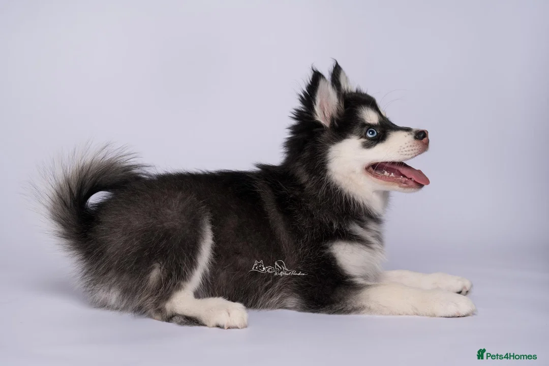 Pomsky dogs for sale: 3.5mnth old Ivy is looking for her special someone - Advert 2
