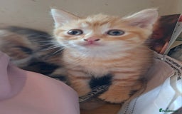 Mixed Breed cats for sale: 2 gorgeous kittens - Image 12
