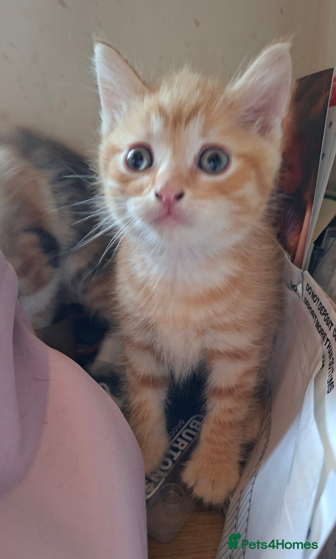 Mixed Breed cats for sale: 2 gorgeous kittens - Image 12