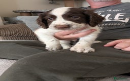 English Springer Spaniel dogs for sale: English Springer puppy *READY NOW* - Image 6