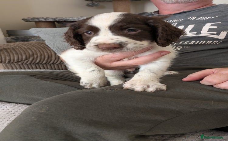 English Springer Spaniel dogs - Advert 5