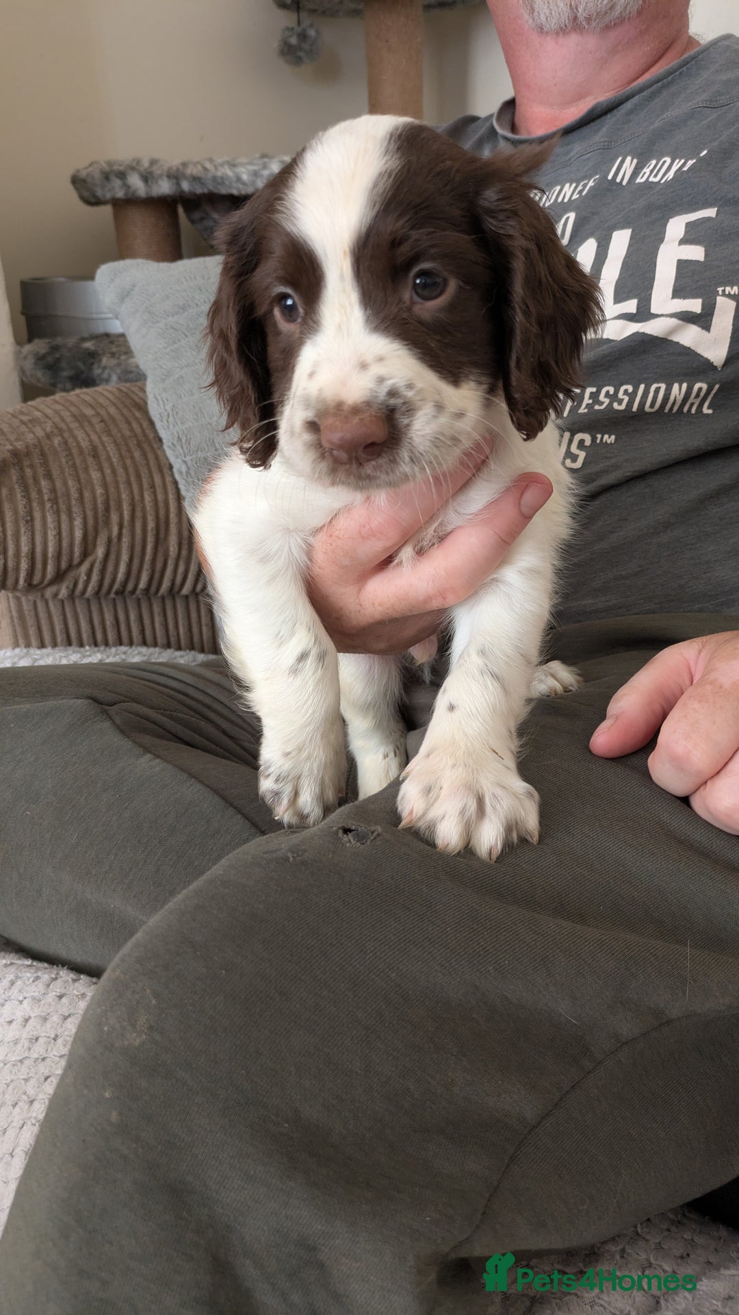 English Springer Spaniel dogs for sale: English Springer puppy *READY NOW* - Image 6