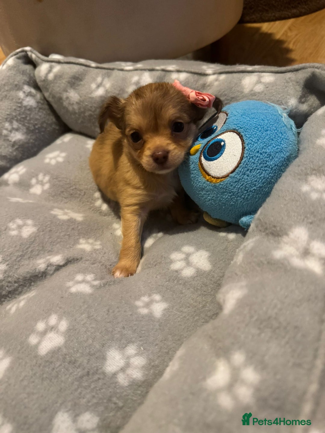 Chihuahua dogs for sale: Long Coat Chihuahua  - Advert 12