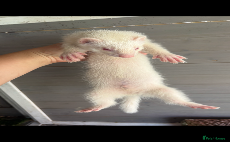 Ferret rodents - Advert 3