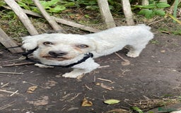 Mixed Breed dogs for sale: Bichon frise / Maltese Male - Image 3