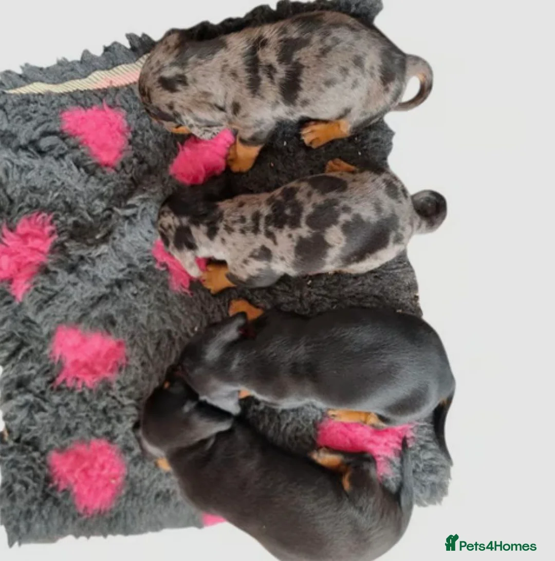 Miniature Dachshund dogs for sale: Miniature Dachshund Puppies - Advert 3