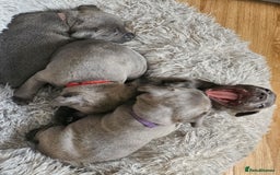Staffordshire Bull Terrier dogs for sale: Staffordshire bull terrier  - Image 7