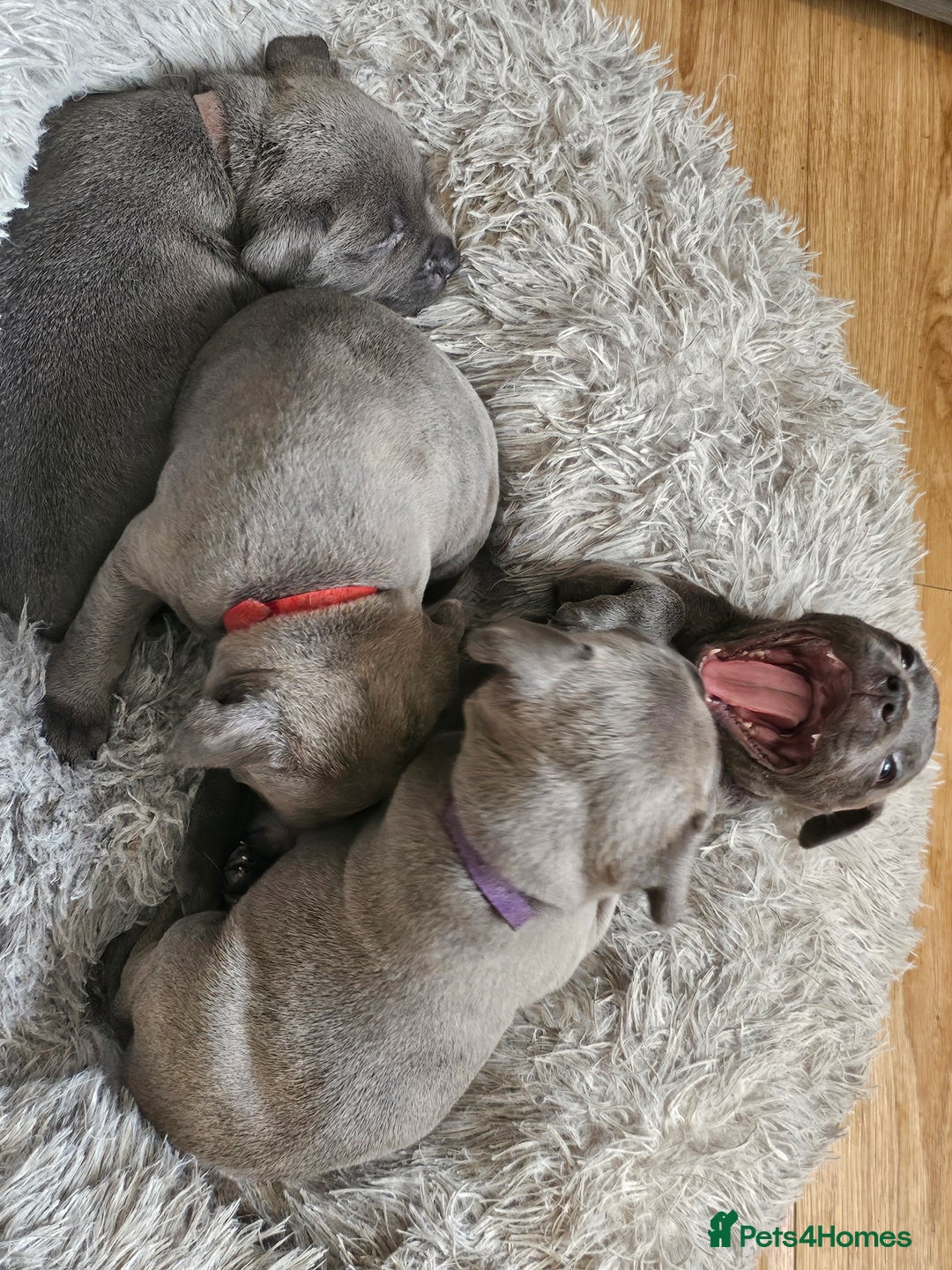 Staffordshire Bull Terrier dogs for sale: Staffordshire bull terrier  - Image 7