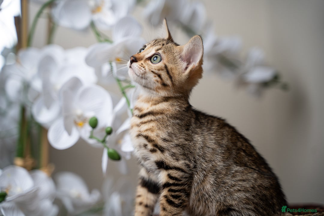Bengal cats for sale: BABETTE-LAST available girl from the litter-TICA  - Image 6