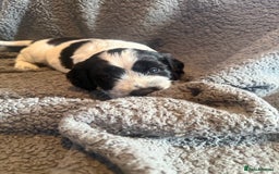 Mixed Breed dogs for sale: SprockerPoo Puppies ready 16/12 - Advert 5