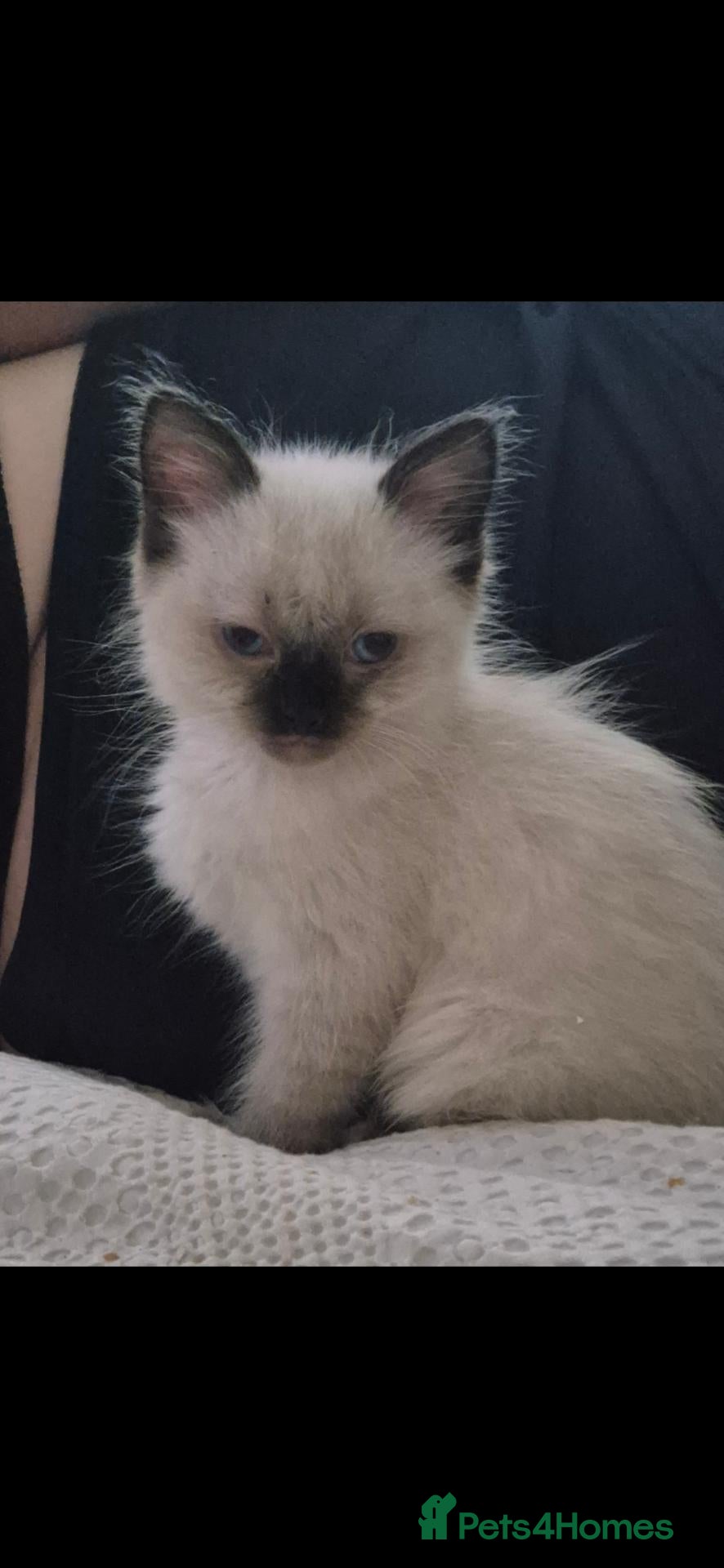 Ragdoll cats Male ragdoll for sale - Advert 2