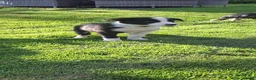 Border Collie dogs for sale: Border collie pups ready for their new homes - Advert 9