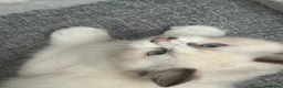 Ragdoll cats for sale: Ragdoll kitten  - Advert 10