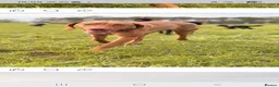 Hungarian Vizsla dogs for sale: Beautiful 10 month old female Hungarian Vizsla in Knutsford - Advert 2