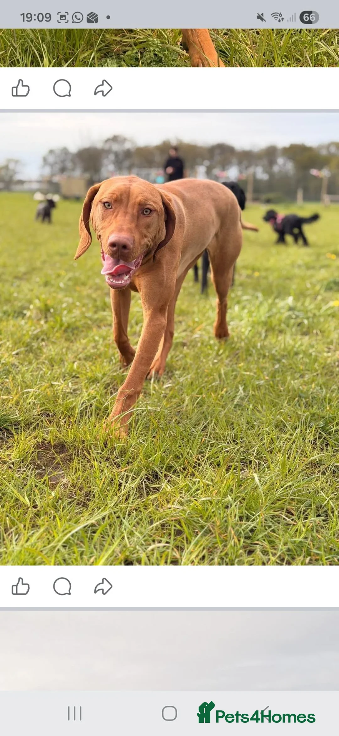 Hungarian Vizsla dogs for sale: Beautiful 10 month old female Hungarian Vizsla in Knutsford - Advert 2