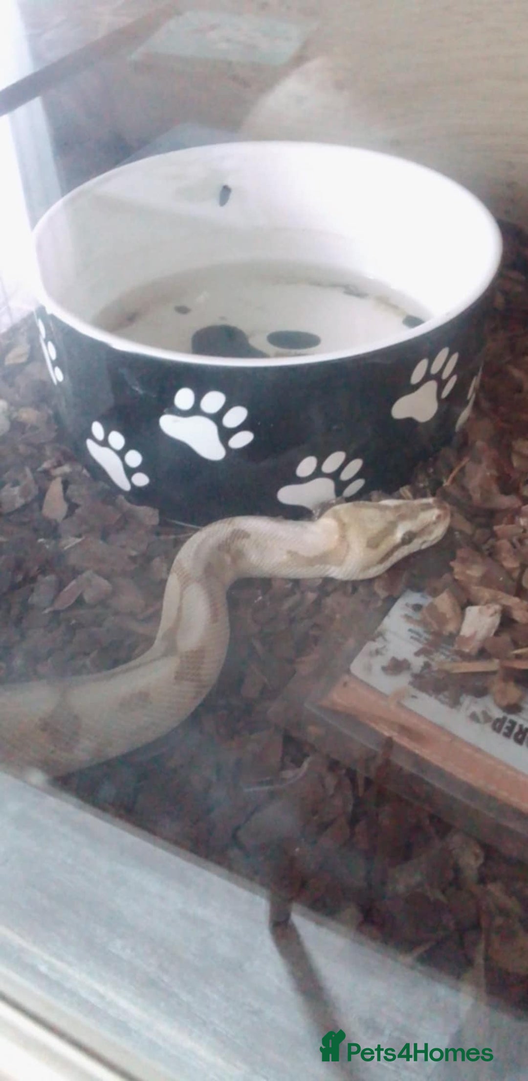 Python Snake reptiles for sale: Ball pythons for sale  - Advert 12