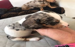 Miniature Dachshund dogs for sale: STUNNING MINIATURE DACHSHUND PUPPIES FOR SALE - Image 14