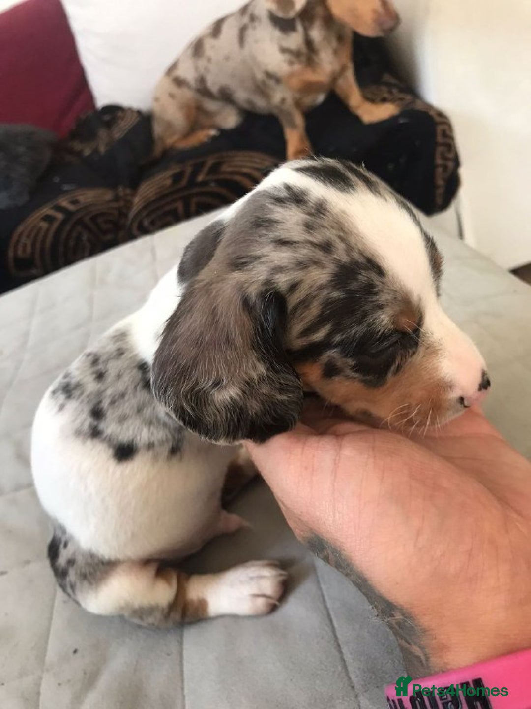 Miniature Dachshund dogs for sale: STUNNING MINIATURE DACHSHUND PUPPIES FOR SALE - Image 14