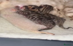 Bengal cats for stud: Gorgeous Bengal for stud in Glasgow - Image 3