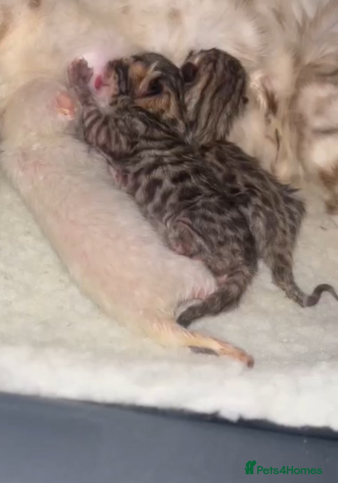 Bengal cats for stud: Gorgeous Bengal for stud in Glasgow - Image 3