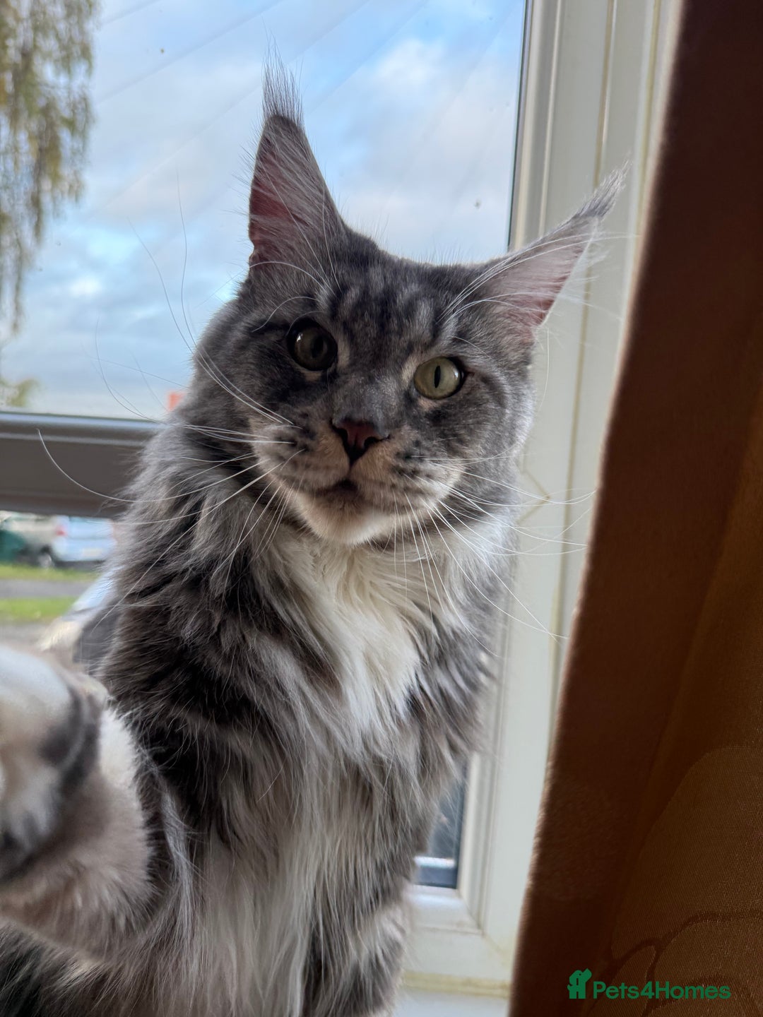 Maine Coon cats for sale: GCCF Pedigree Russian line Maine Coon - Advert 7