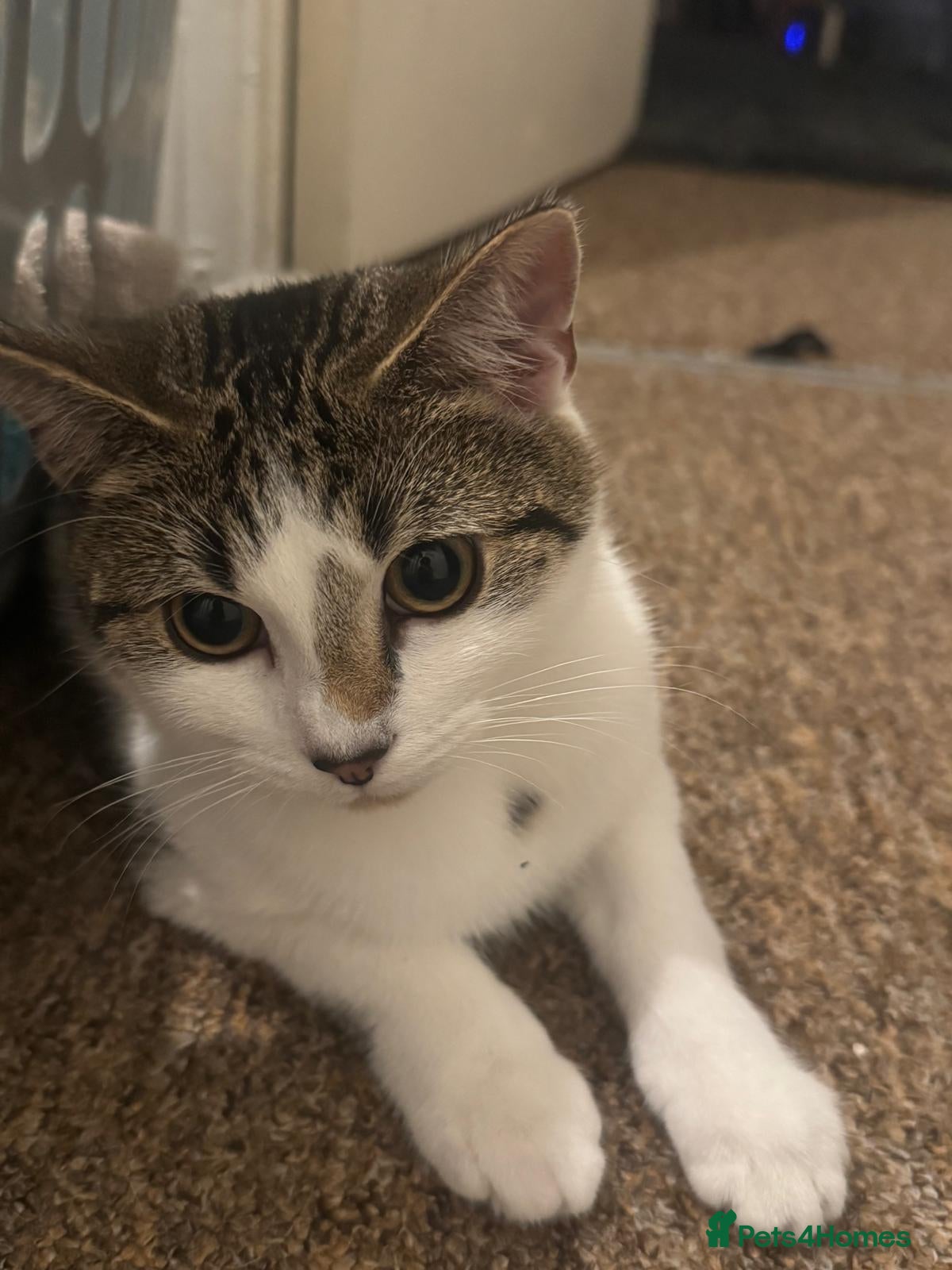 Domestic Shorthair cats Adventurous Domestic Shorthair Kitten, 1 year old - Advert 1