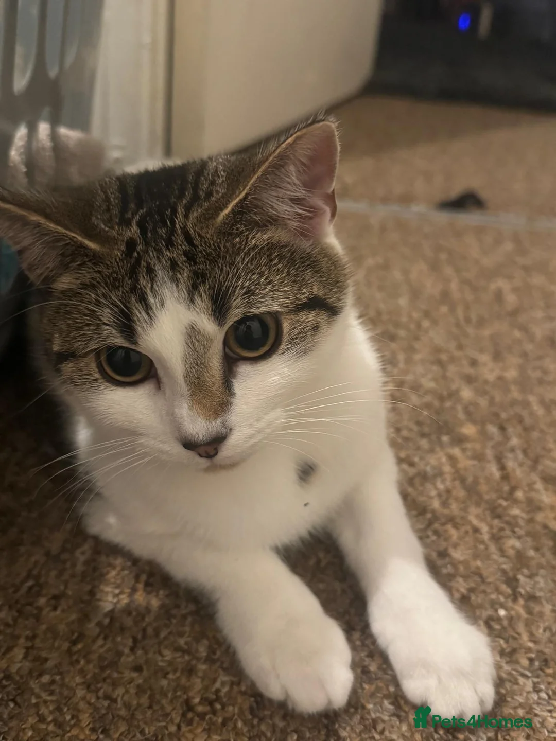 Domestic Shorthair cats for sale: Adventurous Domestic Shorthair Kitten, 1 year old in Brighouse - Advert 1