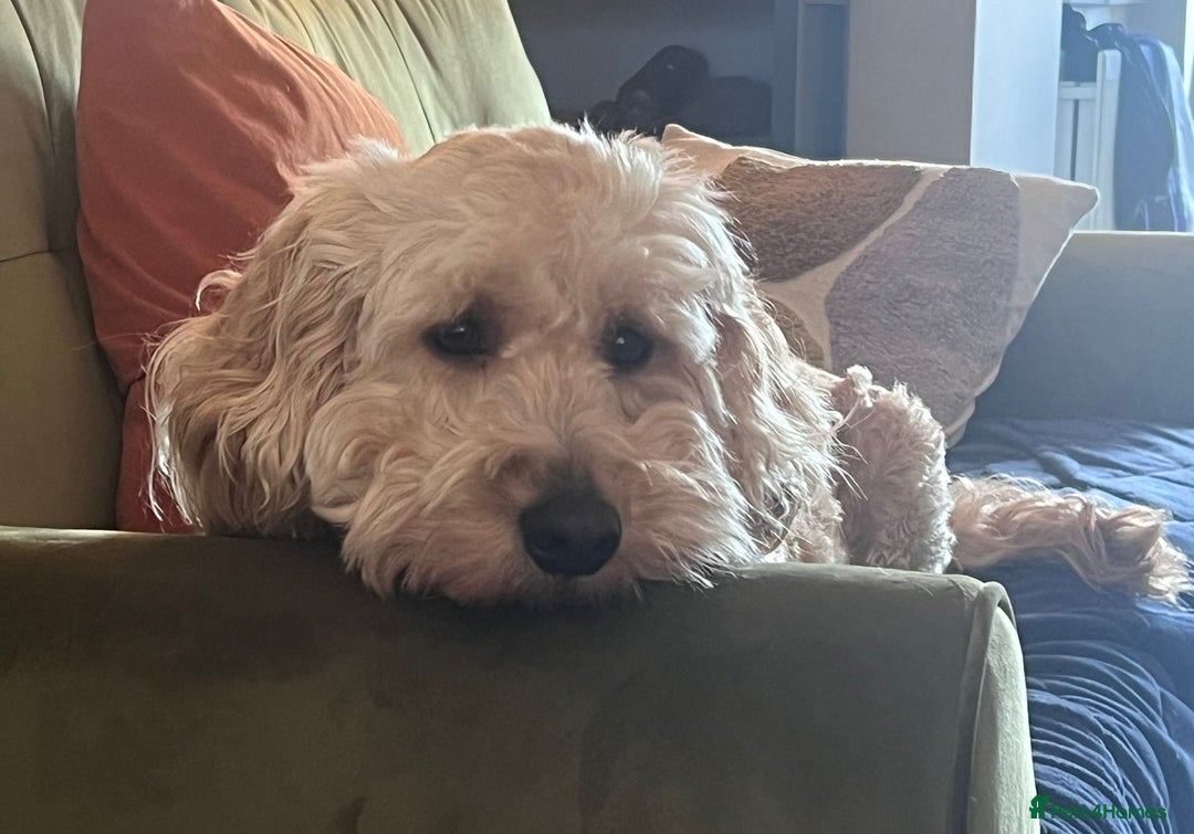 Cockapoo dogs for adoption: Handsome & loyal WOODY needs a new Loving Home - Image 2