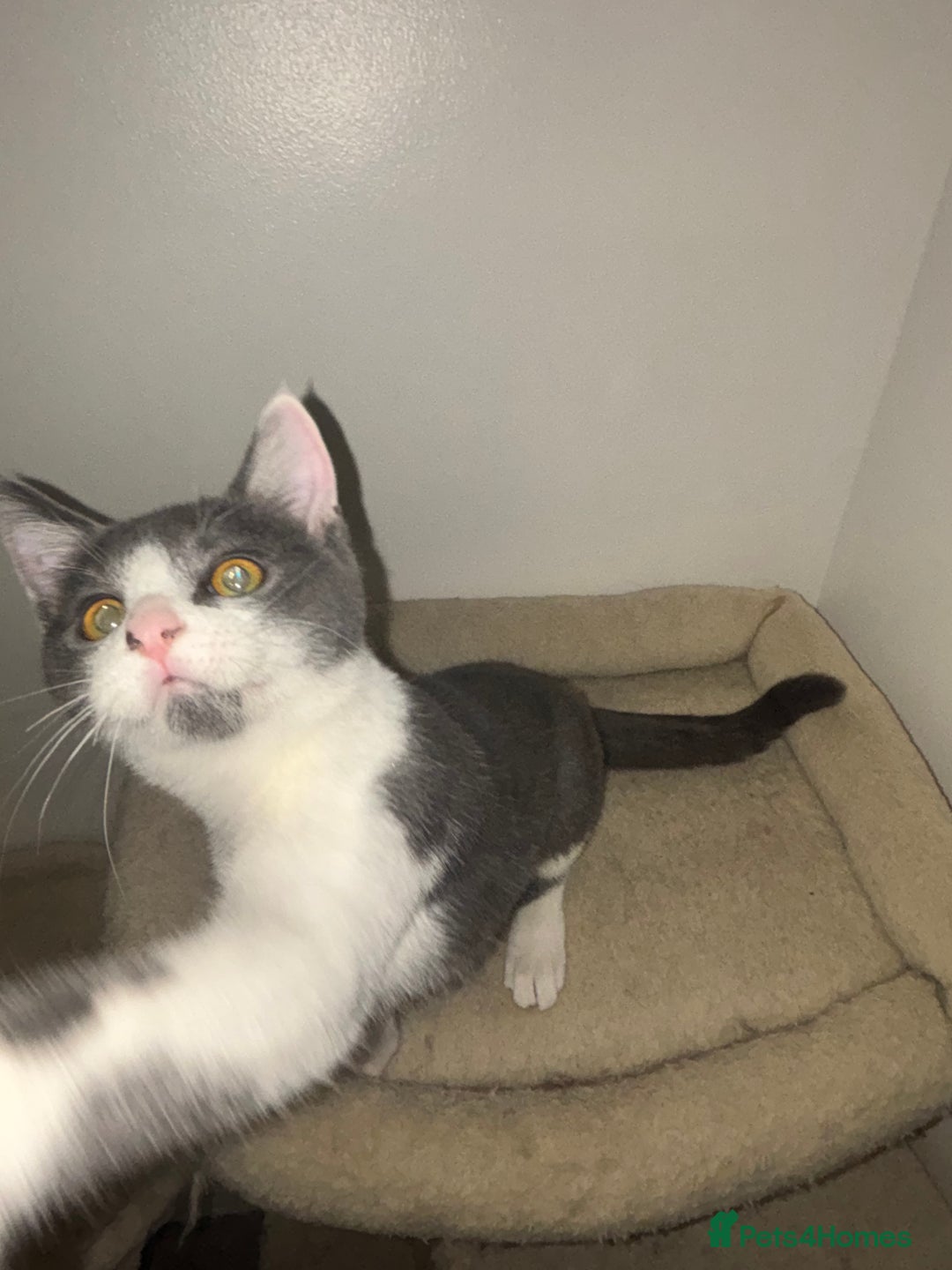 British Shorthair cats for sale: British shorthair & Domesticated shorthair female - Advert 8