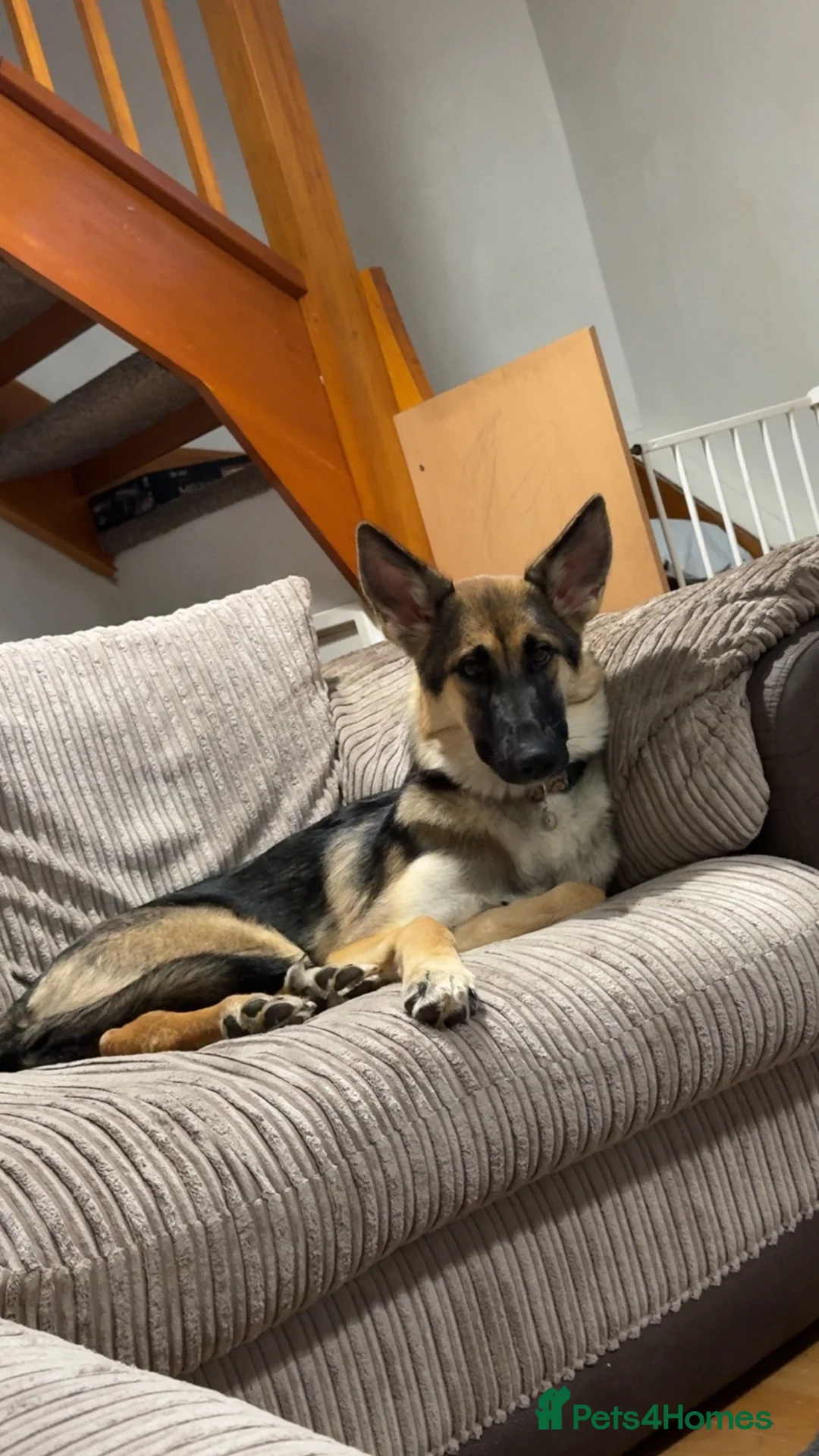 Shepsky dogs for sale: 1 year old Shepsky (German shepherd X husky)  - Advert 8