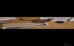 Bengal cats for sale: Beautiful lady ❤️  - Image 15