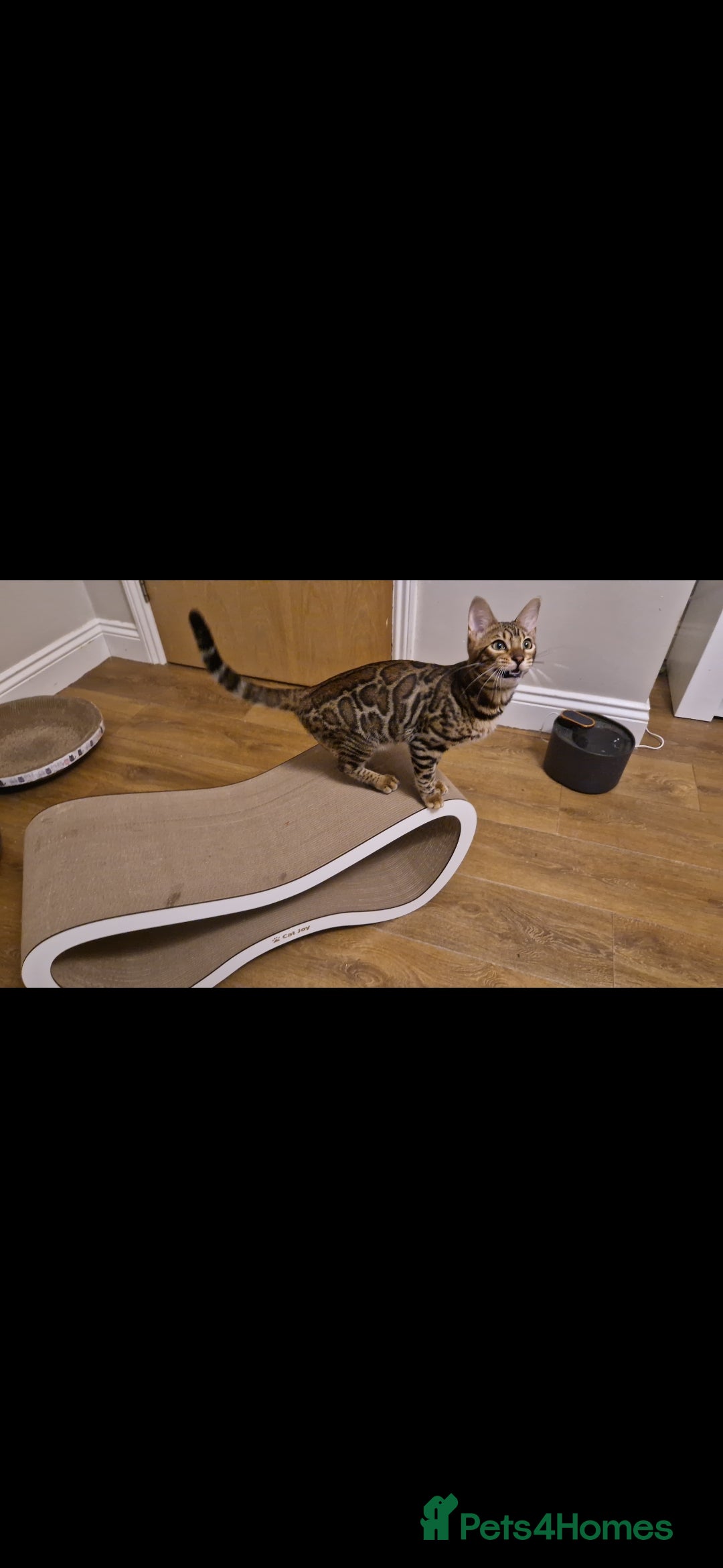 Bengal cats for sale: Beautiful lady ❤️  - Image 15