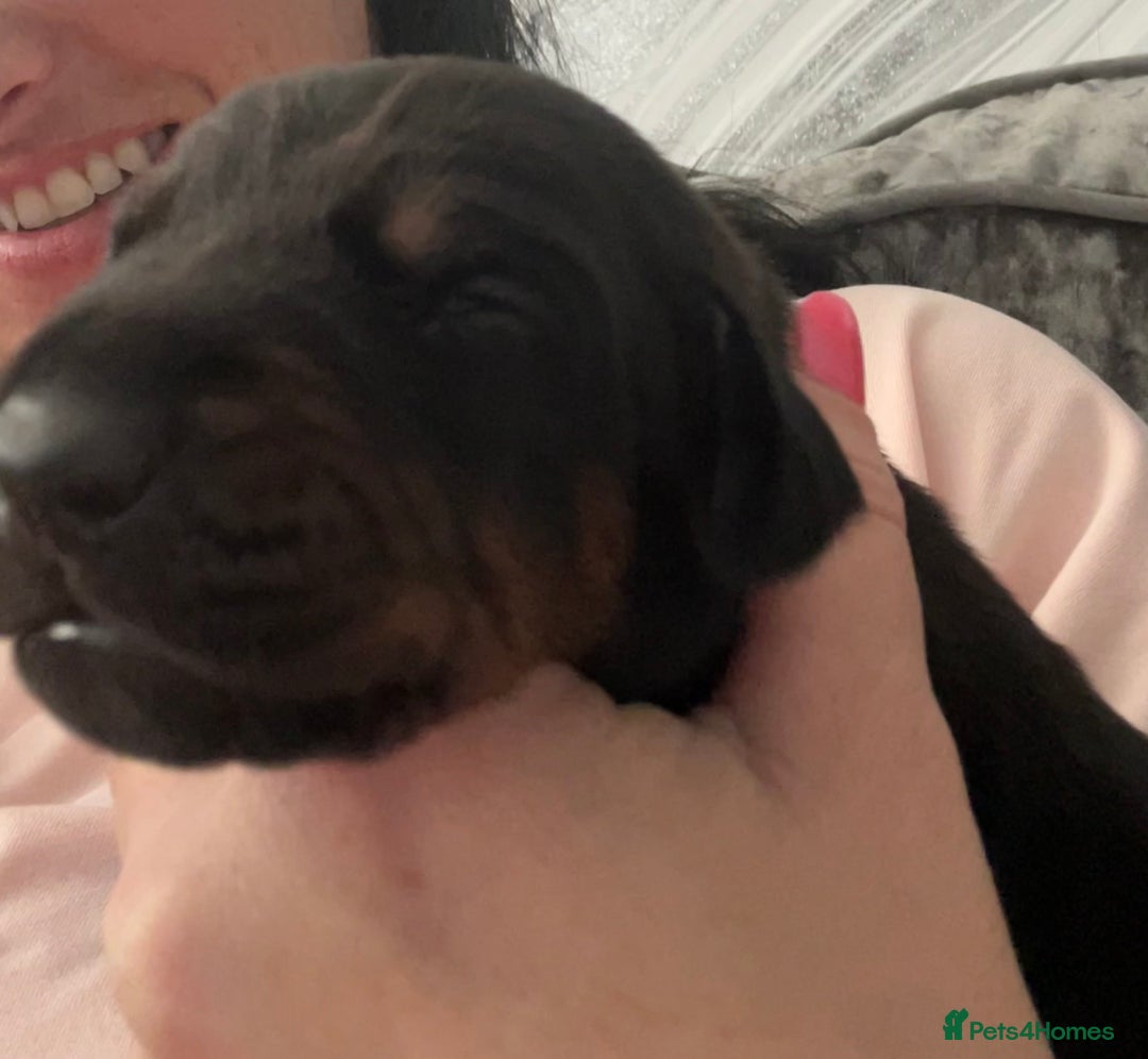 Dobermann dogs for sale: European Dobermans Ready in 2 weeks - Image 11