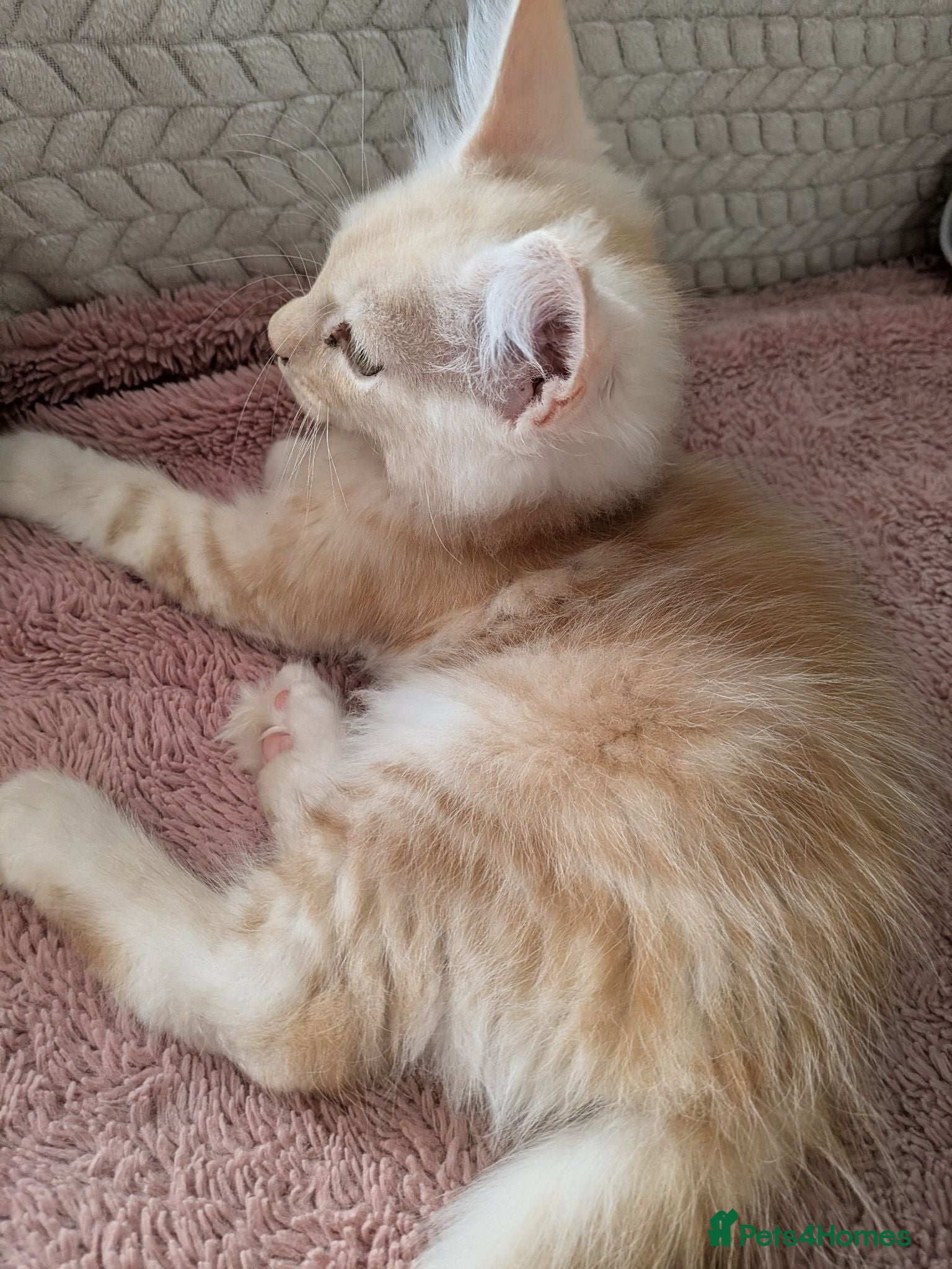 Maine Coon cats Maine Coons kittens  - Advert 2