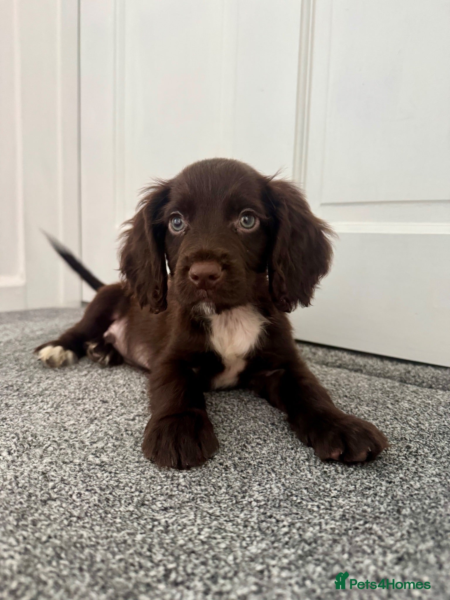 Cockapoo dogs 13week old cockapoo - Advert 13