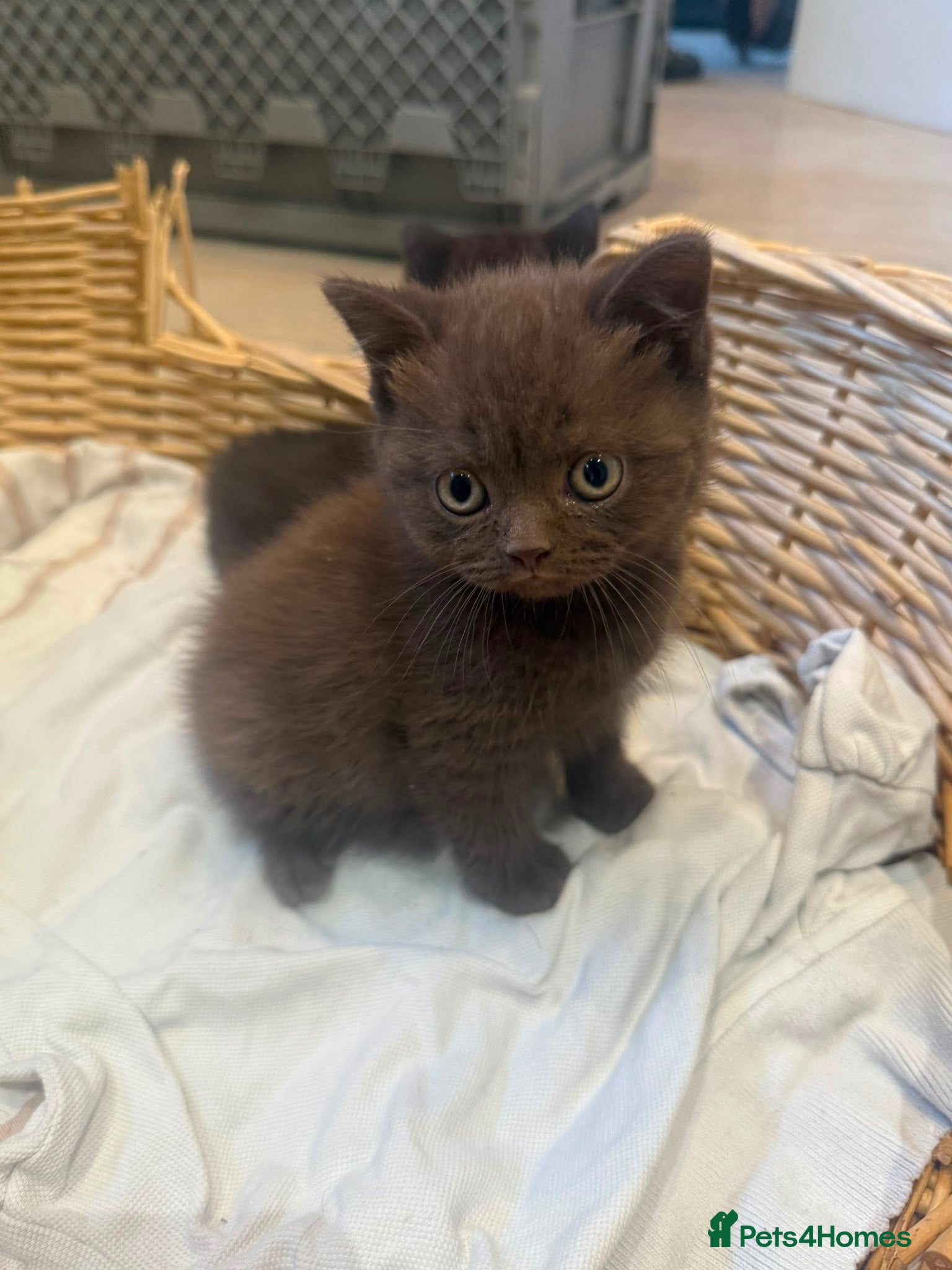 Scottish Fold cats British shorthair kittens  - Advert 16