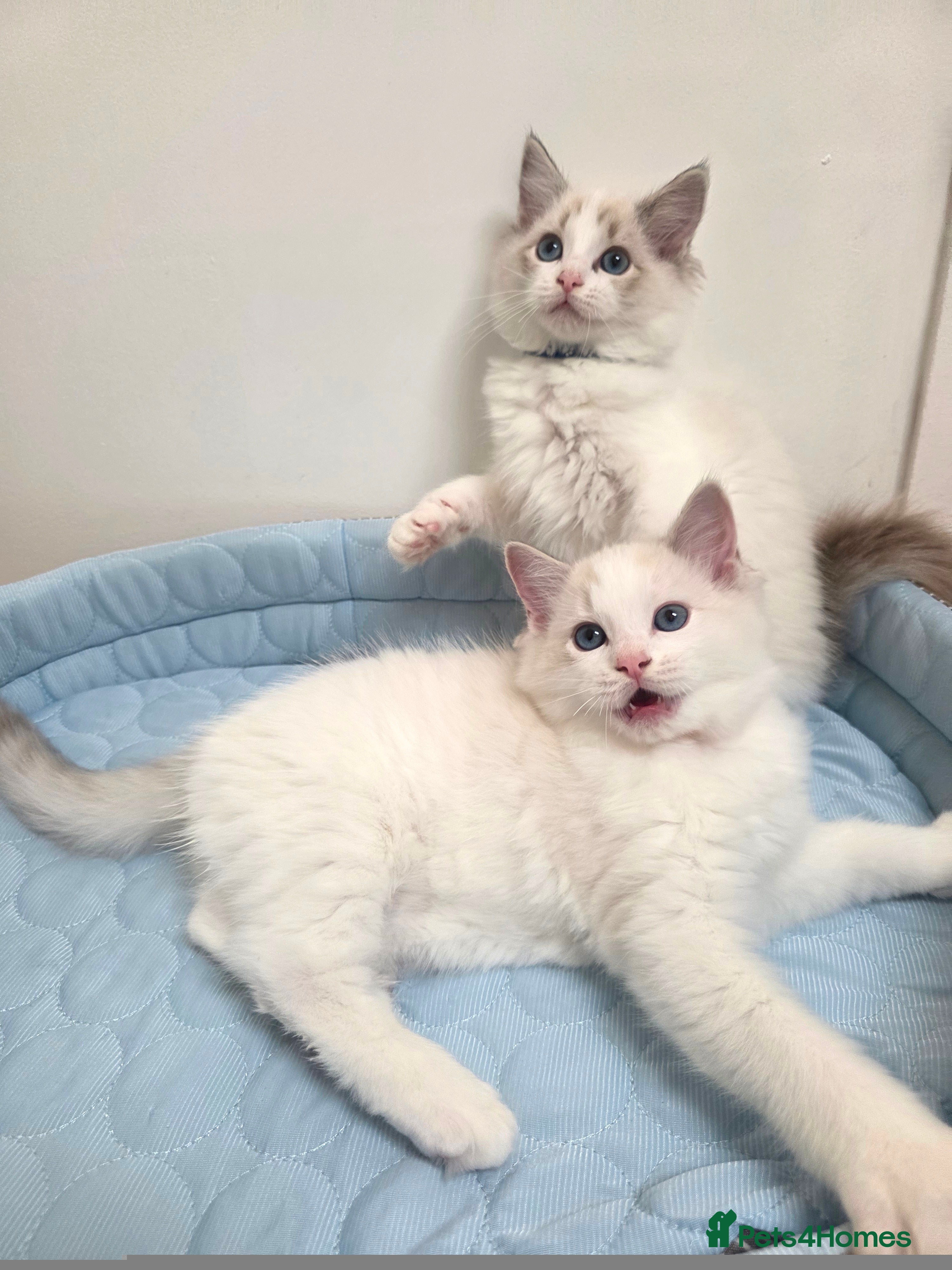 Ragdoll cats 💕GCCF registered ragdoll kittens💕 - Advert 6
