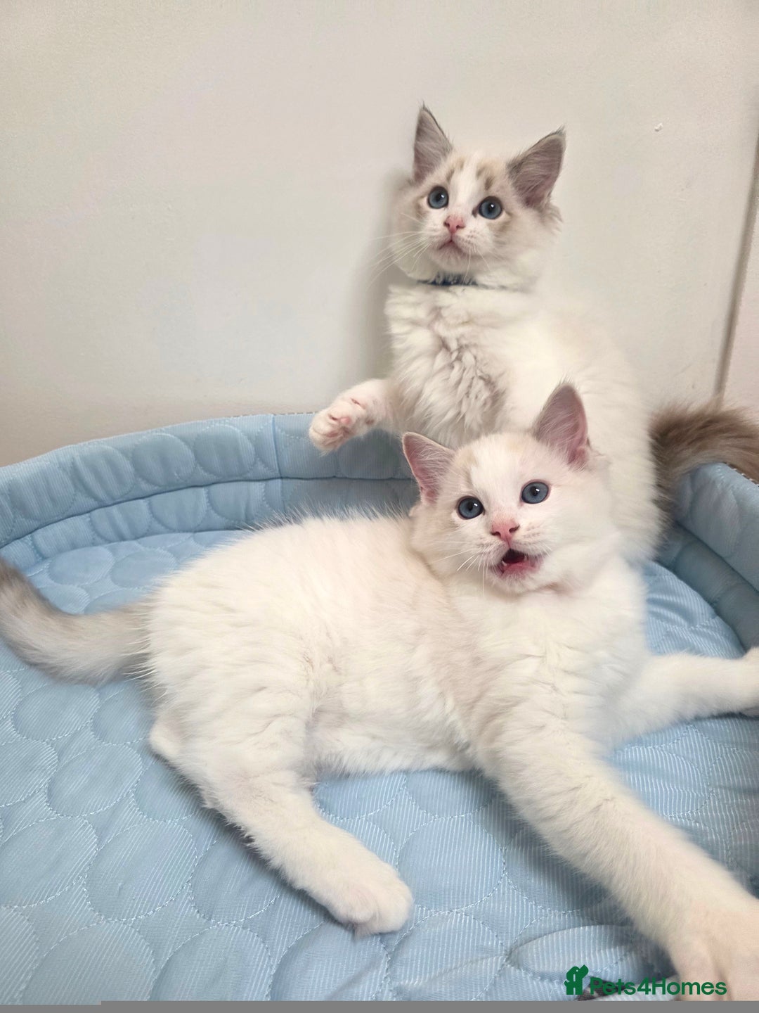 Ragdoll cats for sale: 💕GCCF registered ragdoll kittens💕 - Advert 5