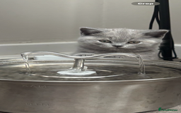 British Shorthair cats for sale: BEAUTIFUL BRITISH SHORT AND LONG HAIR KITTENS - Image 12