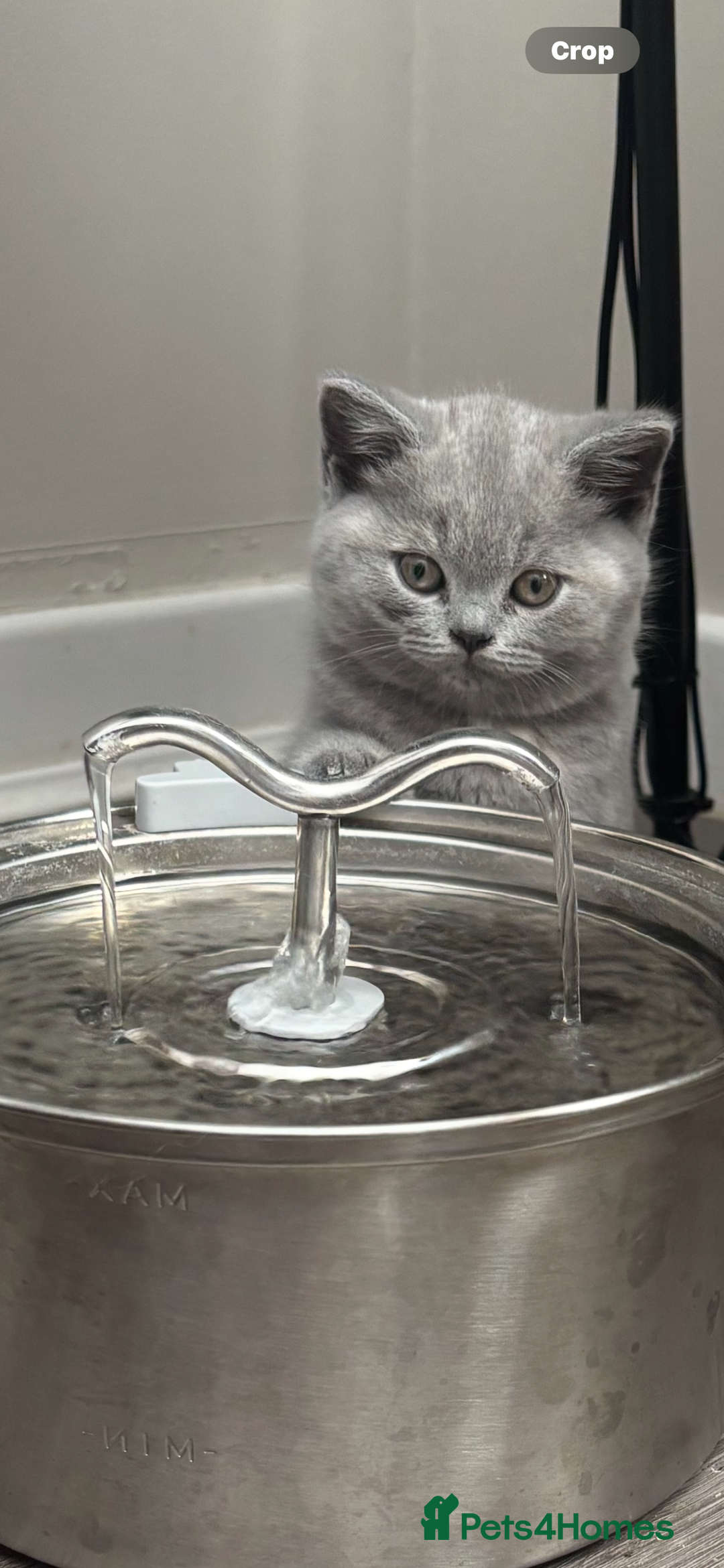 British Shorthair cats for sale: BEAUTIFUL BRITISH SHORT AND LONG HAIR KITTENS - Image 12