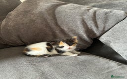 Mixed Breed cats for sale: Ragdoll cross - Image 11
