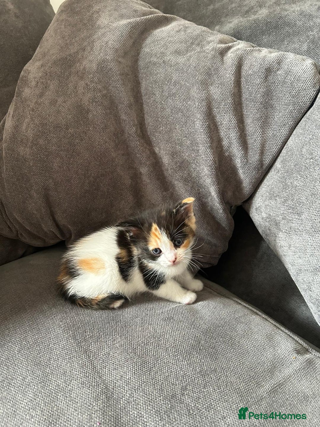 Mixed Breed cats for sale: Ragdoll cross - Image 11
