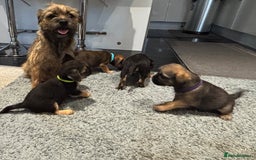 Border Terrier dogs for sale: Stunning KC Registered Border Terrier Pups - Image 1