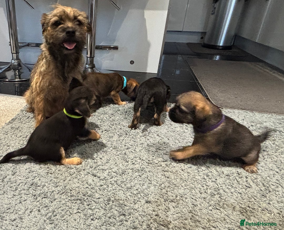 Border Terrier dogs for sale: Stunning KC Registered Border Terrier Pups - Image 1
